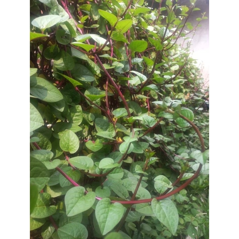 

500 gr daun binahong/gondola merah fresh petik langsung saat di pesan