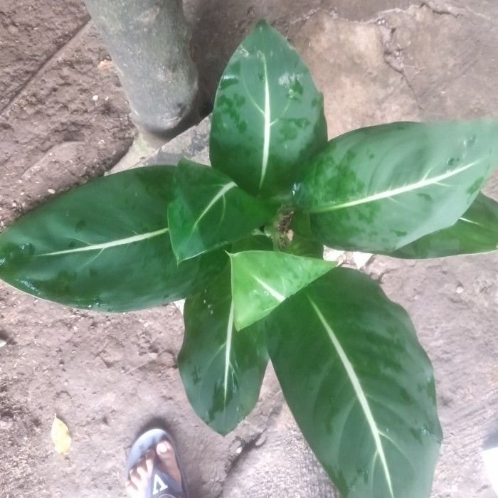 

LARIS -Tanaman hias Dieffenbachia flower + pot