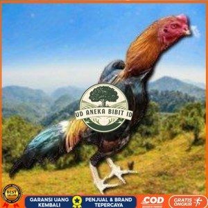 

telur ayam shamo eropa ori bisa untuk di tetaskan super garansi UD ANEKA BIBIT ID