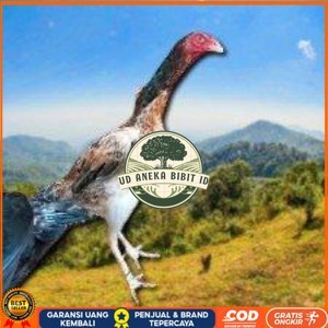 

telir tetas ayam shamo super UD ANEKA BIBIT ID