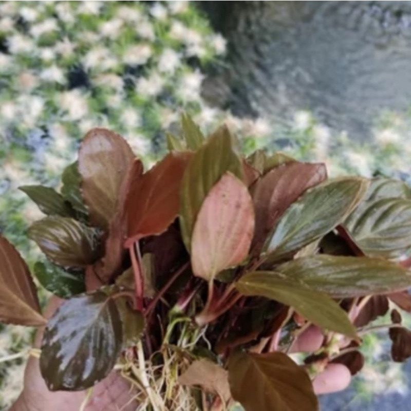 tanaman hias homalomena anumbias sp red