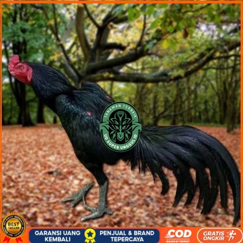 

Telur Ayam Pakhoy Brakot Vertil Siap Di Tetaskan Jaminan Super Oiginal Bergaransi UD_SUPER_UNGGUL_ID