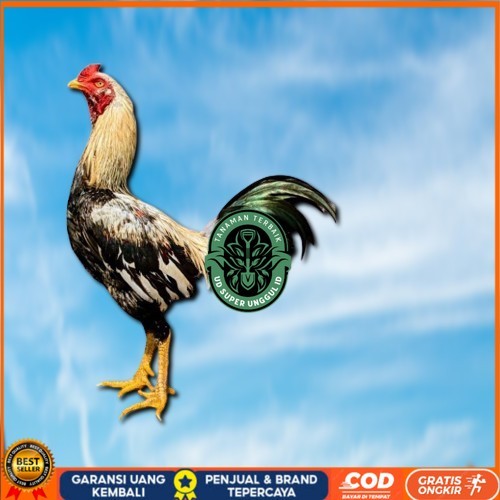 

ayam pama IQ telur fertill 100% terlaris UD_SUPER_UNGGUL_ID