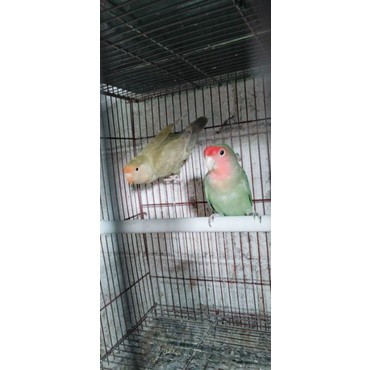 burung lovebird nk dewasa (satuan)