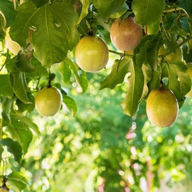 

Buah Markisa / Markusa 10.000 / kg Murah