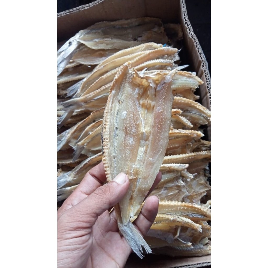 

Terlaris Termurah ikan asin bloso / gabus laut super