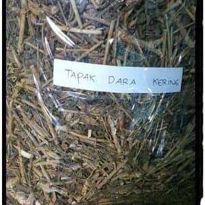 

Daun Tapak Dara Kering (250gr) / Obat Herbal Alami