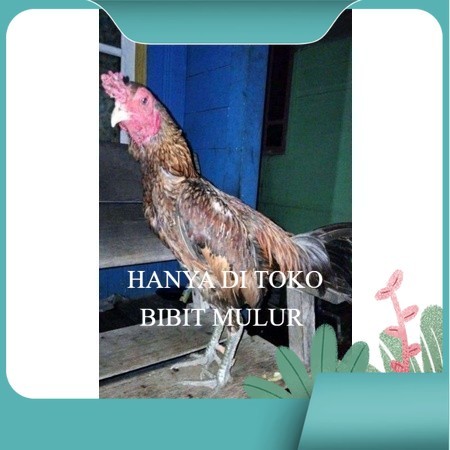 

ayam bulbi tampar tampar telur fertill terbaru original berkualitas