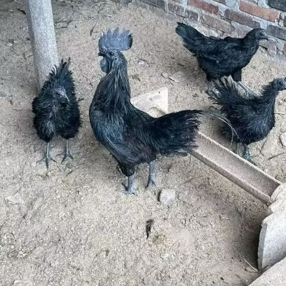 telur ayam cemani lidah hitam ( asli ) bisa untuk di tetaskan jumbo agro.bibit.unggul