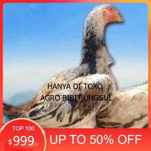 

telur ayam shamo murni vertil original resmi agro.bibit.unggul