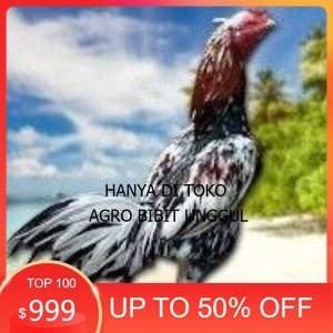 

BANGKOK F1 TELUR FERTIL PROMO BESAR agro.bibit.unggul