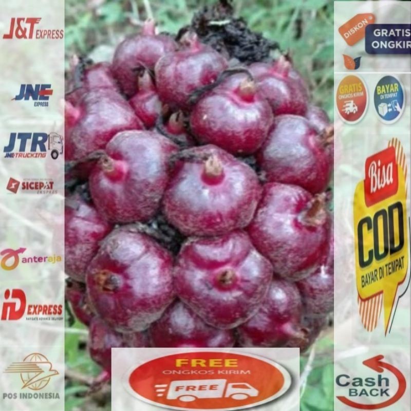 

Buah honje merah/ buah kecombrang segar,500gram ,