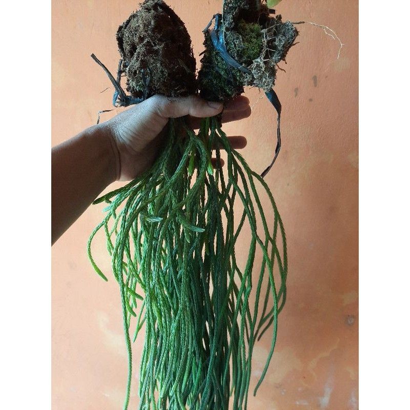 NEW MURAH KUMPAI TANAMAN ANGGREK EKOR TIKUS RIMBUN SIAP PINDAH TANGAN KUMPAI KUMPAY EKOR TIKUS EKOR 