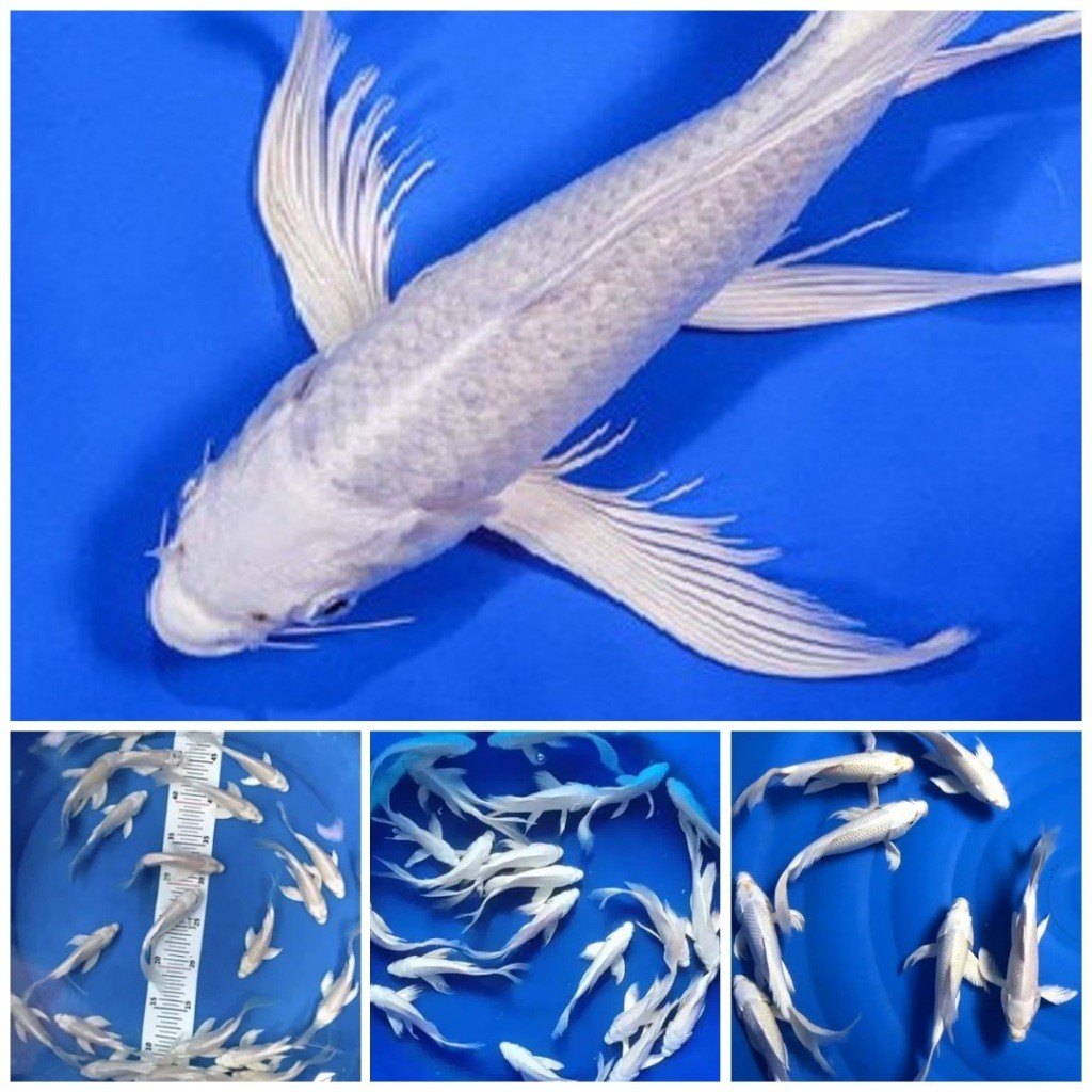 Hiasan Akuarium koi  platinum bonus Pakan 6-7cm kwalitas premium