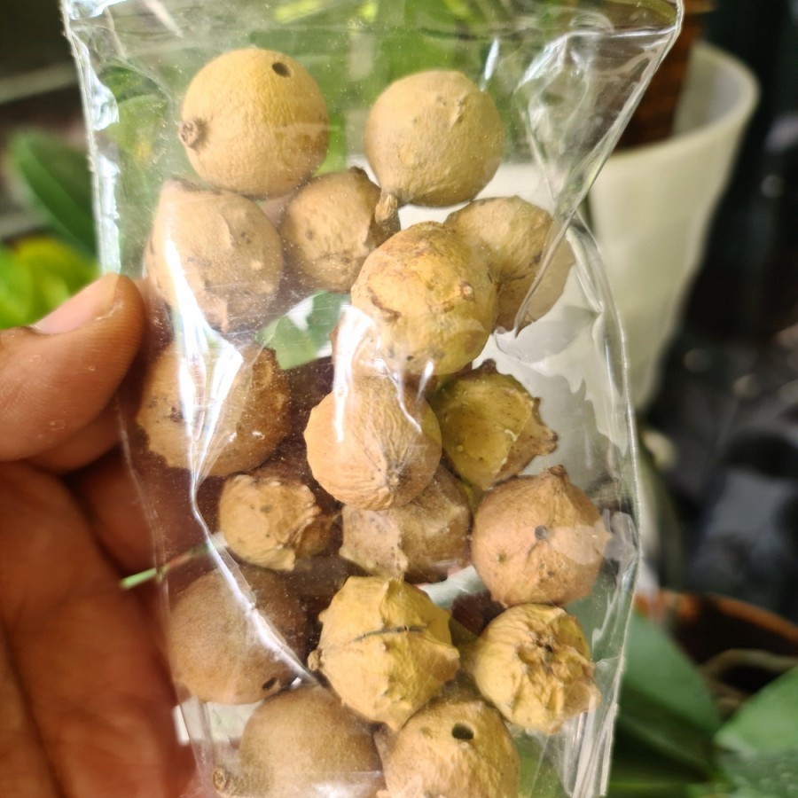 Biji manjakani 100 gr / buah manjakani