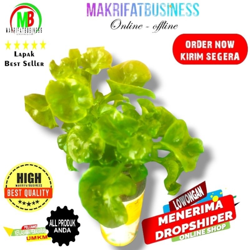 

MAKRIFATBUSINESS Paket 1 Pot BAYAM BRAZIL Siap Saji Untuk di Meja Makan Sebagai Lalapan Sehat