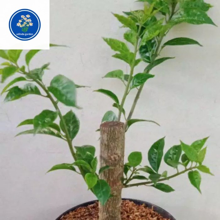 TANAMAN HIAS BUGENVIL BONSAI//BUGENVIL BAHAN BONSAI