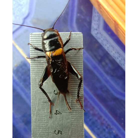 Jangkrik Kalung/Jangkrik Aduan Super - kecil .