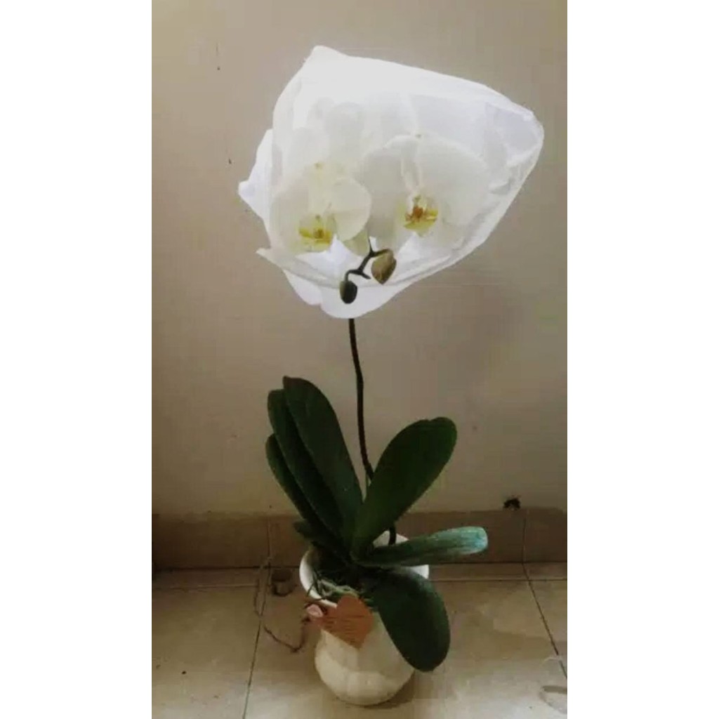 Tanaman anggrek bulan cantik fresh free pot keramik cantik