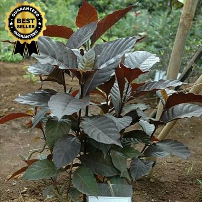 

DAUN UNGU SEGAR OBAT UNTUK PENYAKIT GINJAL DI PETIK LANGSUNG KEMASAN 100 GRAM