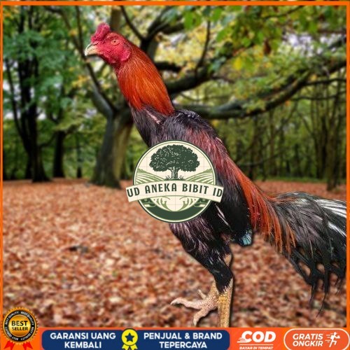 

Telur Ayam Pakhoy Super Vertil Siap Di Tetaskan Jaminan Super Oiginal Bergaransi UD ANEKA BIBIT ID