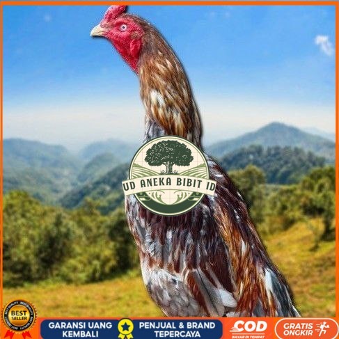 

telur tetas ayam shamo valid UD ANEKA BIBIT ID