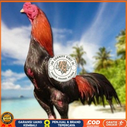 

telur ayam bangkok original bisa untuk di tetaskan UD GHANIYY BIBIT ID