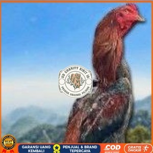 

telur ayam shamo original super garansi UD GHANIYY BIBIT ID