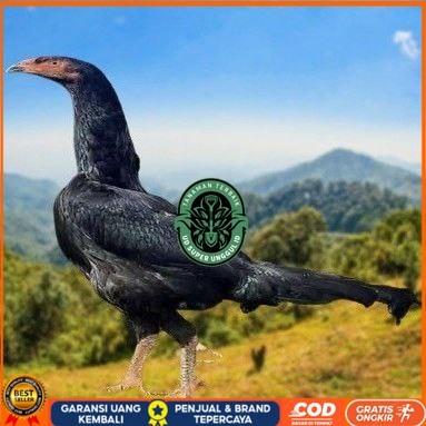 

telur ayam shamo eropa ori juara bisa untuk di tetaskan UD_SUPER_UNGGUL_ID