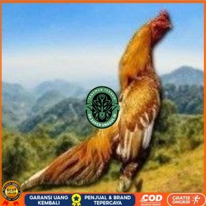 

Telur Shamo X BK clasik (telur fertil) UD_SUPER_UNGGUL_ID