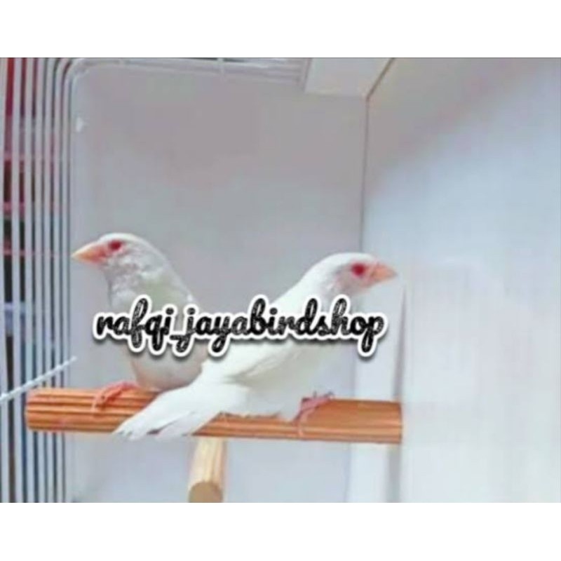 BURUNG EMJE JEPANG ALBINO SEPASANG