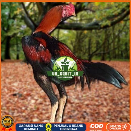 

Telur Ayam Pakhoy Ori Thailand Vertil Siap Di Tetaskan Jaminan Super Ori Bergaransi UD_GOBIT_ID
