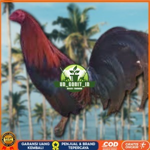 

telur ayam philipin import AK47 bisa untuk di tetaskan UD_GOBIT_ID