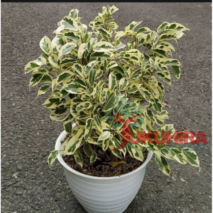 Tanaman hias beringin putih varigata beringin golkar tinggi 30cm