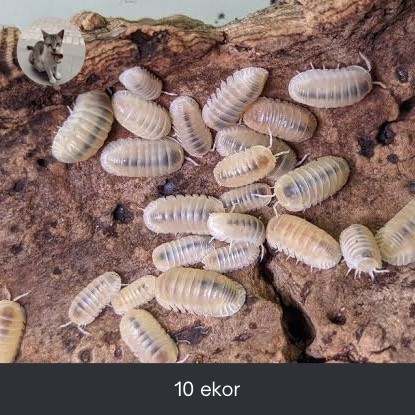 isopoda cubaris murina glacier whiteout isopoda 10 ekor