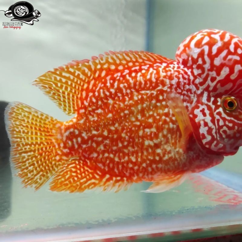 Lampu GB golden base lohan 6-8 cm louhan kuning berkualitas bergaransi gaol