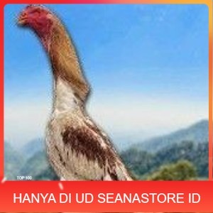 

TELUR SHAMO ORI JAPAN (TERLARIS) UD SEANASTORE ID