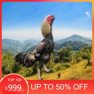 

telur ayam Shamo Japanese (Telur fertil) agro.bibit.unggul