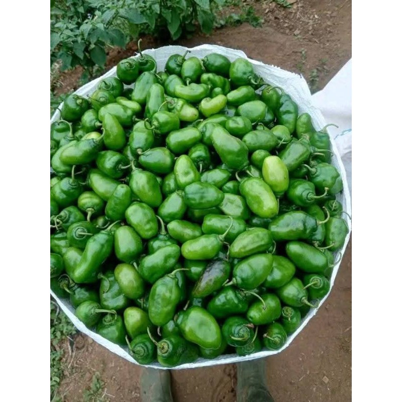 

VIRAL Cabe Gendot Segar 1kg - Fresh Langsung Dari Kebun