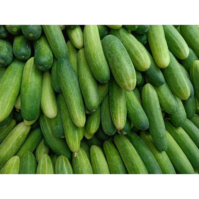 

timun fresh 1kg ,hasil petani daerah
