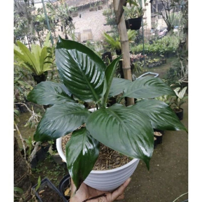 Bisa Cod Tanaman Hias Sepatufilum Manaloa Bangkok Tanaman Hias Sepatufilum Manaloa Bangkok