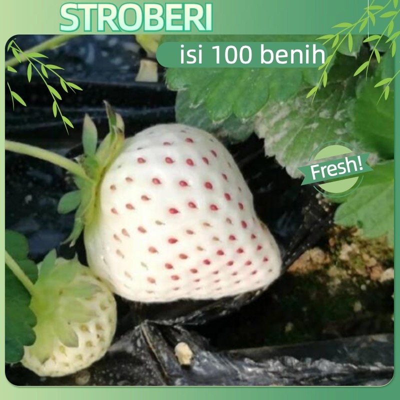 cocok untuk pemula-100 butir Benih Buah Strawberry Jumbo California Genjah Benih Bibit Strawberry Ju