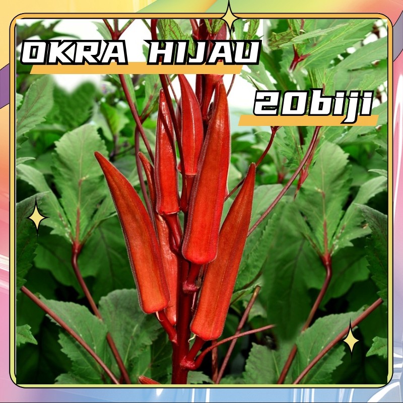 Kadar kecambah 90%Benih biji okra merah dan okra hijau 20 biji lebih biji benih tanaman sayur okra m