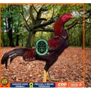 

Telur Ayam Pakhoy Full Brakot Ori Siap Di Tetaskan Jaminan Super Oiginal Bergaransi UD_SUPER_UNGGUL_ID