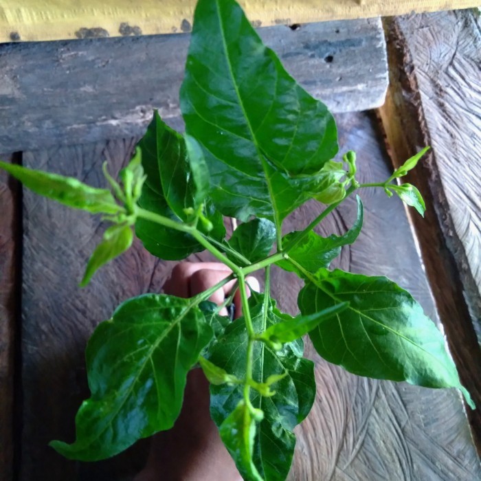 

Bumbu Masak Bibit Cabe Rawit Segar (Fresh)