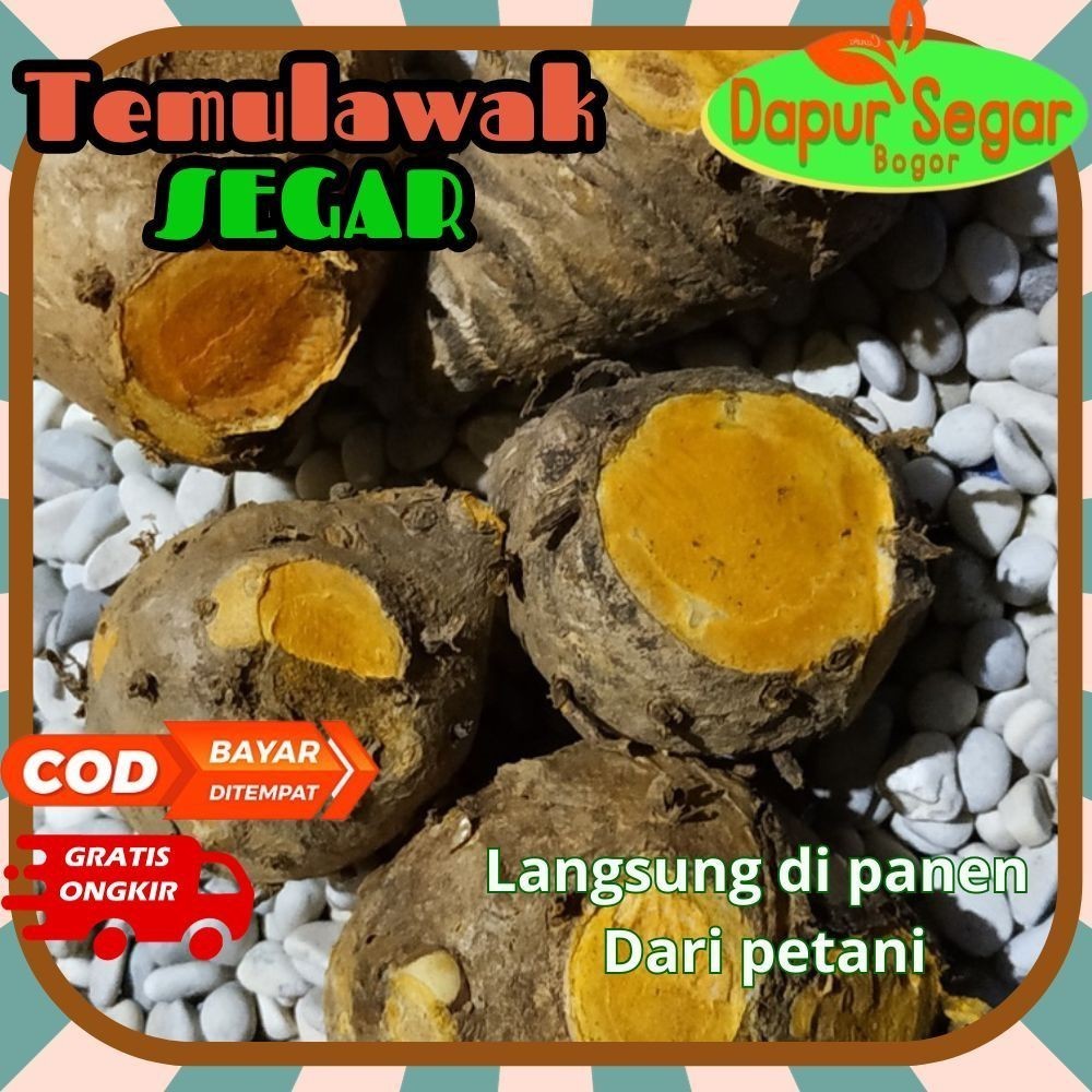 

Temulawak segar 1kg asli original bibit kuning . ,