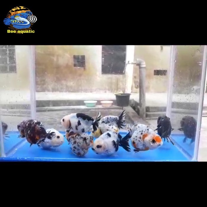 ranchu sapi cow 5/6 cm gen import goldfish