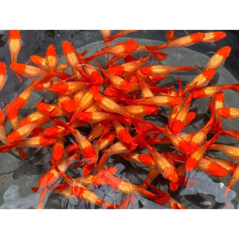 HIASAN AQUARIUM SEPASANG GUPPY ALBINO KOI NON EAR LINE VIETNAM