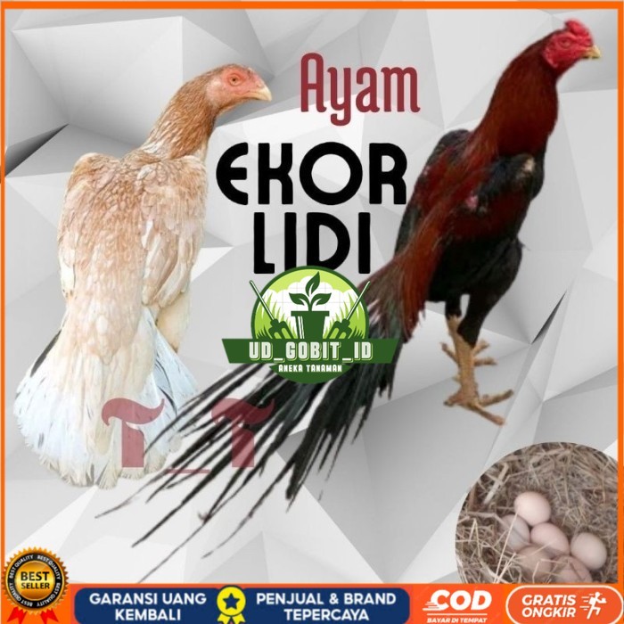 

telur ayam ekor lidi asli original bisa untuk di tetaskan UD_GOBIT_ID