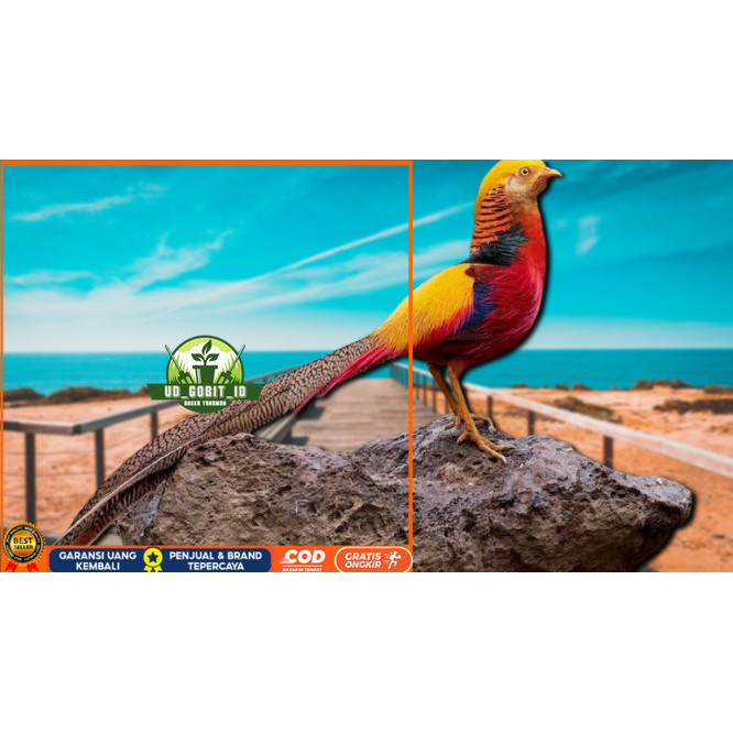 

telur ayam hias goldenpheasant bisa untuk di tetaskan UD_GOBIT_ID